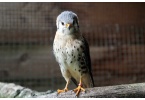 falco-sparverius01